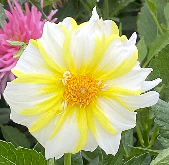 Dahlia Fire And Ice Lemon